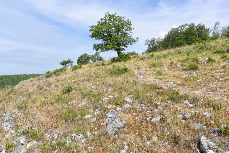 Versant avec des pelouses calcaires à la Montagne-aux-Buis (Dourbes) – photo : Christophe Danaux