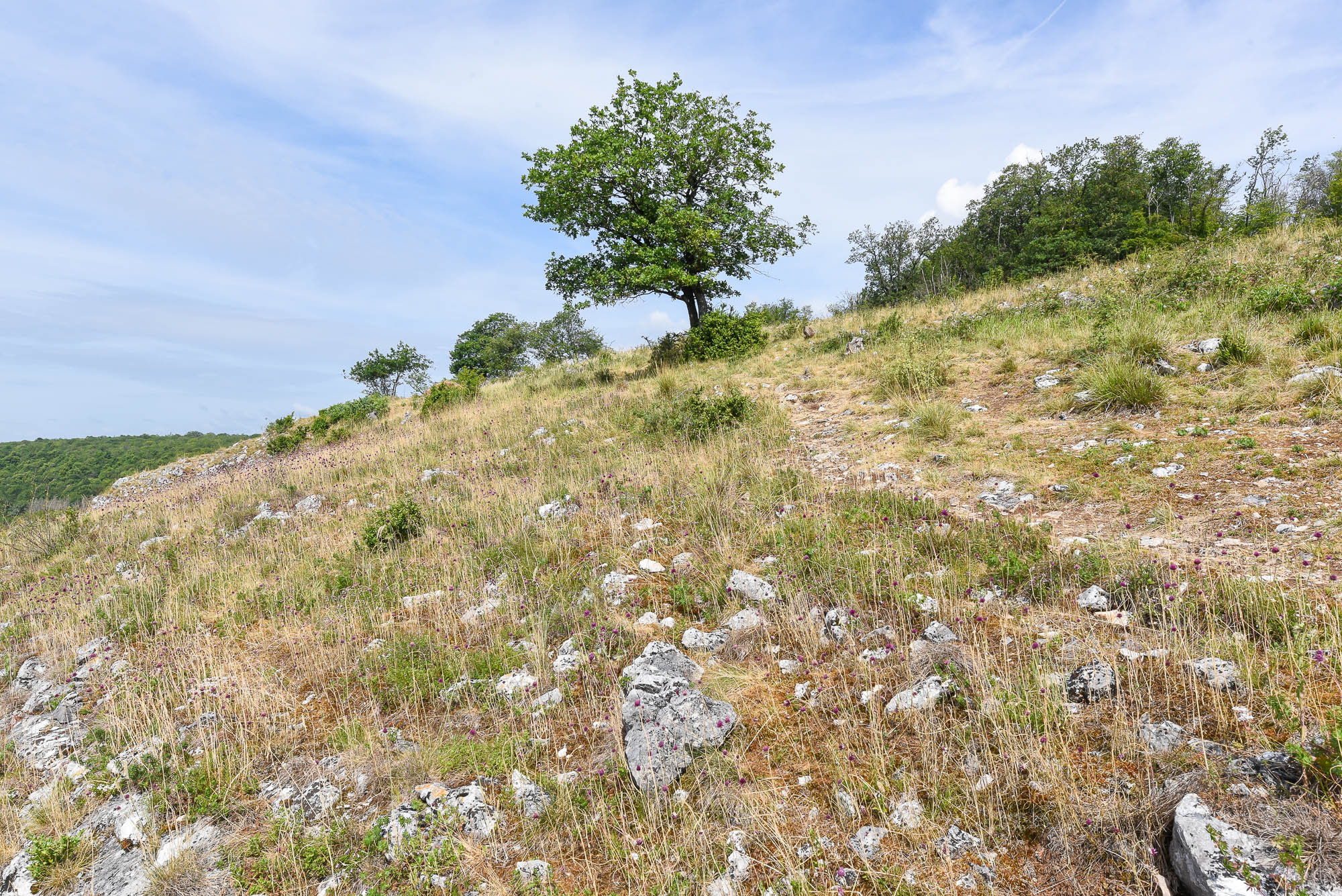 Versant avec des pelouses calcaires à la Montagne-aux-Buis (Dourbes) – photo : Christophe Danaux