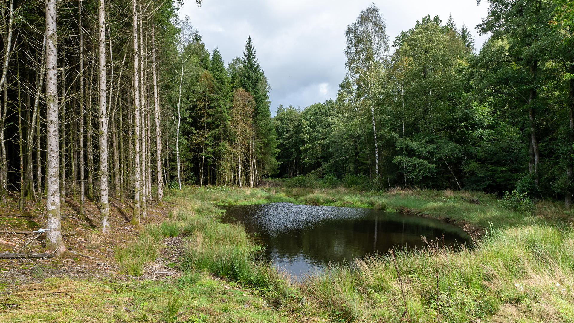Ruisseau de Léglise Réserve naturelle Ardenne & Gaume