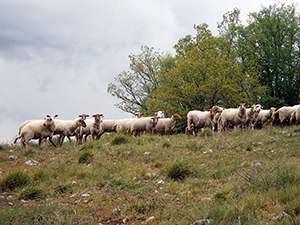 Pâturage à la Montagne-aux-Buis par les moutons de la race Roux ardennais