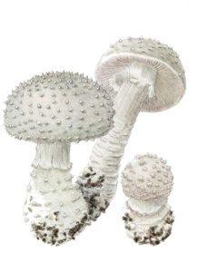 Amanite épineuse (Amanita echinocephala) © Claire MOTZ Illustrations