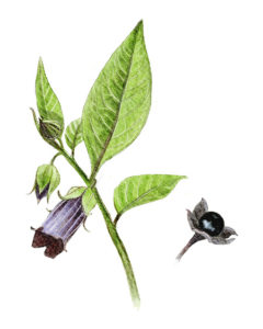 Belladone (Atropa bella-donna) © c