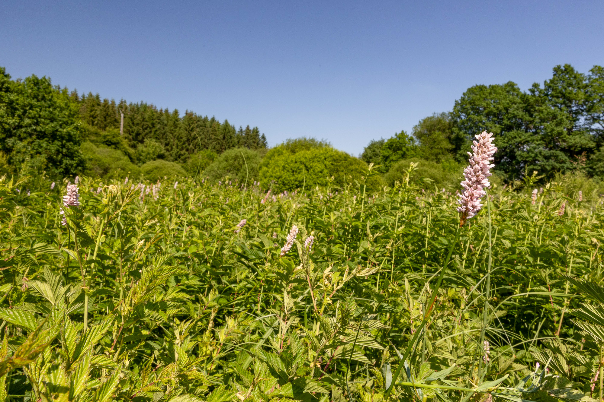 Prairie à bistorte (Polygonum bistorta) - Julien Preud'homme