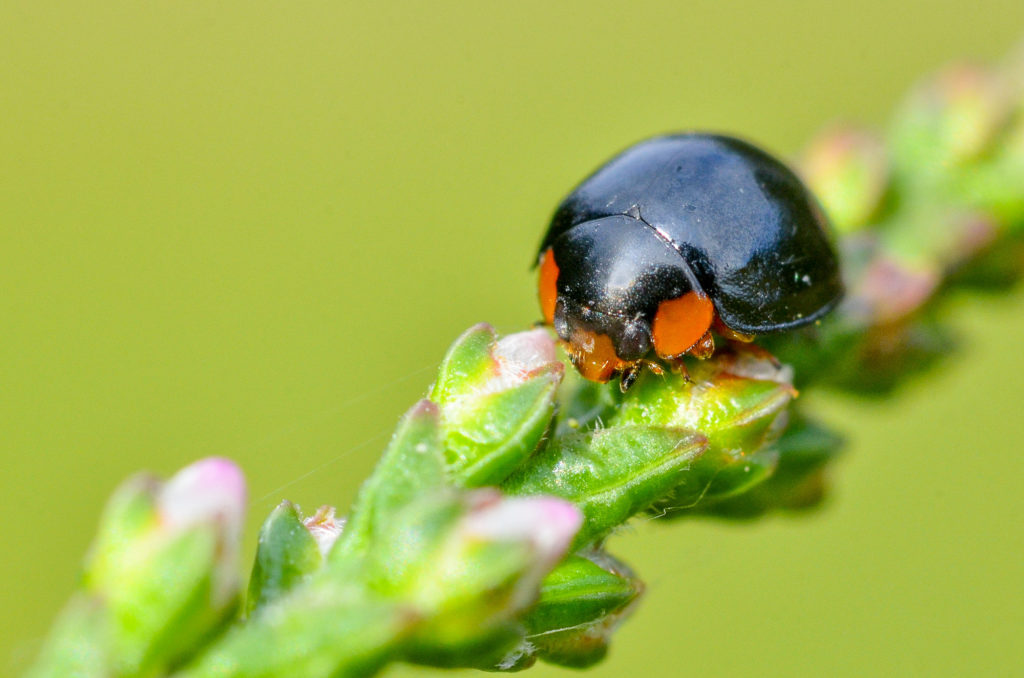 La coccinelle noire (Exochomus nigromaculatus), inféodée à la callune, est très abondante dans la réserve naturelle - Gilles San Martin