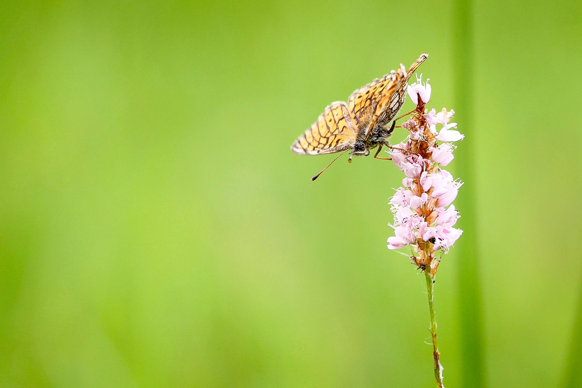 Nacré de la bistorte (Boloria eunomia) - Julien Preud'homme