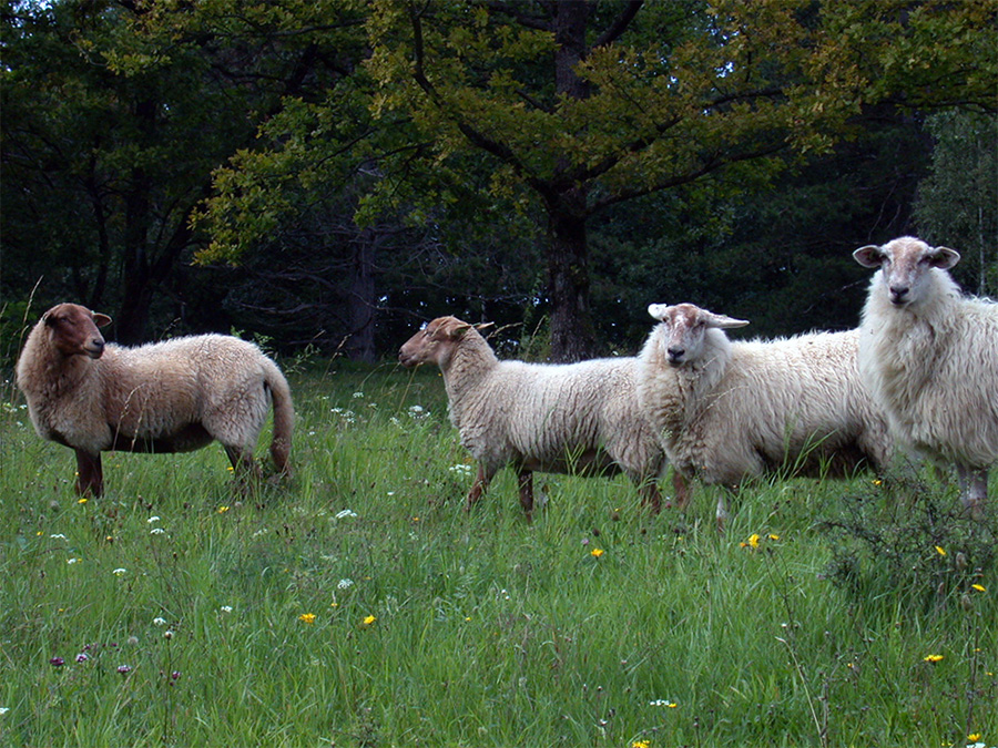 Pâturage par moutons dans une réserve naturelle
