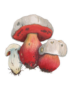 Bolet satan (Rubroboletus satanas) © Claire MOTZ Illustrations