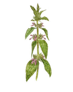 Épiaire des Alpes (Stachys alpina) © Claire MOTZ Illustrations