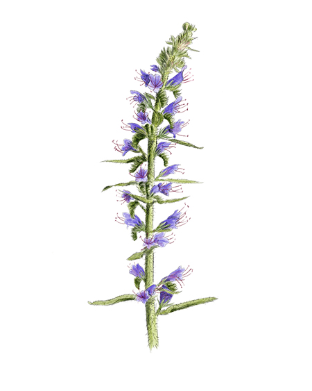 Vipérine commune (Echium vulgare) © Claire Motz Illustration