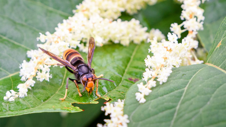 Frelon asiatique (Vespa velutina) sur une renouée du Japon (Fallopia japonica) © Christophe Danaux