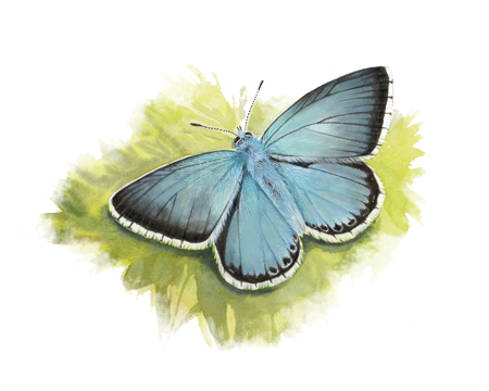 Argus bleu-nacré, azuré bleu nacré (Lysandra coridon) © Claire Motz Illustration