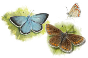 Lysandra coridon et Aricia agestis - Papillons des pelouses calcicoles © Claire Motz Illustration