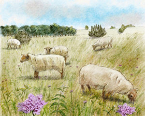 Pastoralisme © Claire Motz Illustration