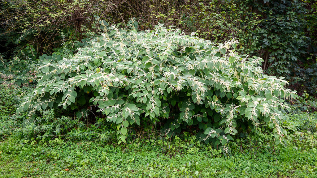 Renouée du Japon (Reynoutria japonica) © Christophe Danaux