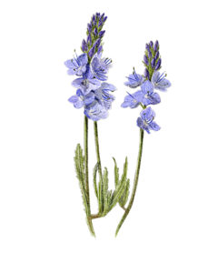 Veronica prostrata -Veronique prostrée © Claire Motz Illustration