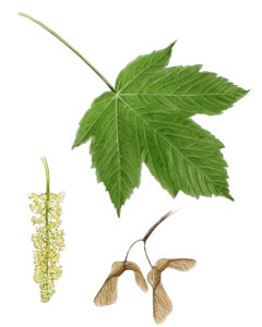 Érable sycomore (Acer pseudoplatanus) © Claire Motz Illustration