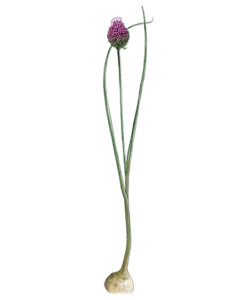 Ail à tête ronde (Allium sphaerocephalon) © Claire Motz Illustration