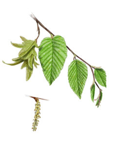 Charme (Carpinus betulus) © Claire Motz Illustration
