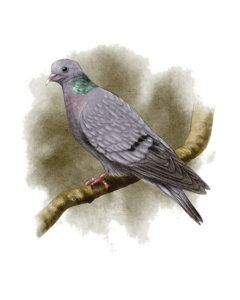 Pigeon colombin (Columba oenas) © Claire Motz Illustration