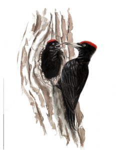 Pic noir (Dryocopus martius) © Claire Motz Illustration