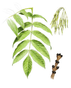 Frêne commun (Fraxinus excelsior) © Claire Motz Illustration
