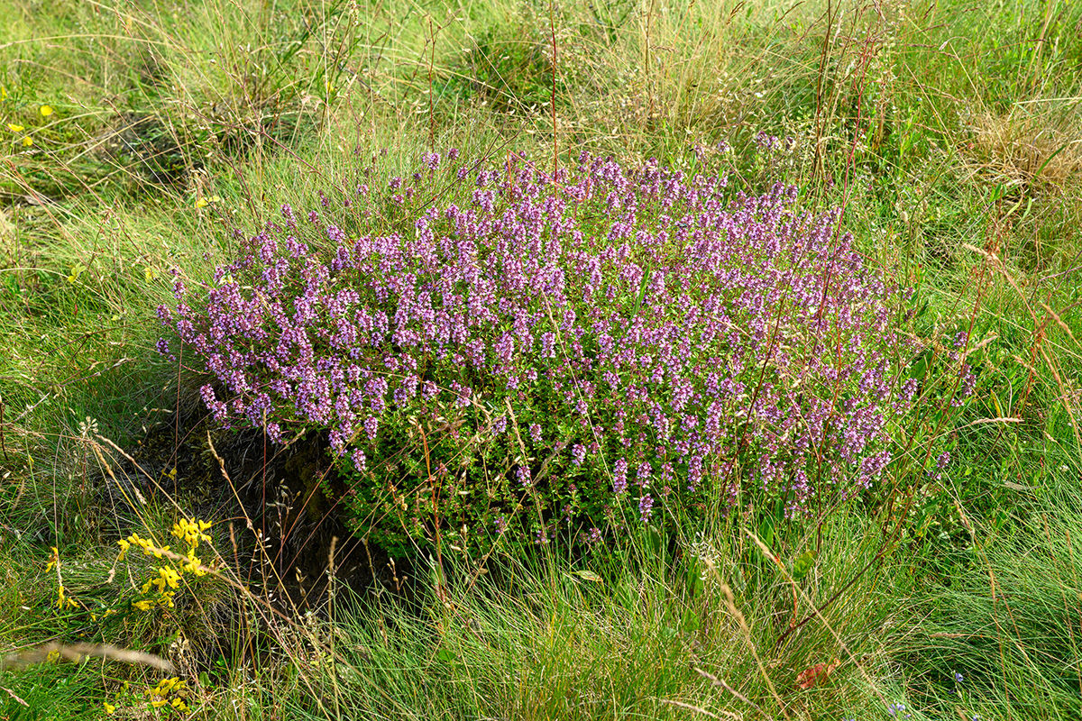 Le thym serpolet (Thymus pulegioides) dans la réserve naturelle du Rocheux © Christophe Danaux