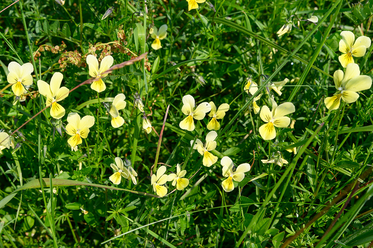Pensée calaminaire (Viola lutea subsp. calaminaria) une plante typique des pelouses calaminaires - photo: Christophe Danaux