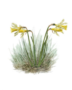 Narcissus pseudonarcissus - Jonquille © Claire Motz Illustration