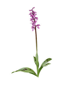 Orchis mâle (Orchis mascula) © Claire Motz Illustration