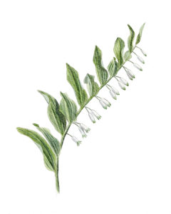 Sceau-de-Salomon odorant (Polygonatum odoratum) © Claire Motz Illustration