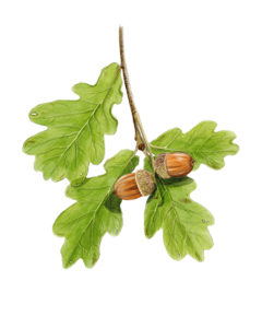 Chêne pédonculé (Quercus robur) © Claire Motz Illustration
