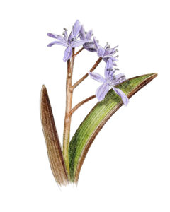 Scille à deux feuilles (Scilla bifolia) © Claire Motz Illustration