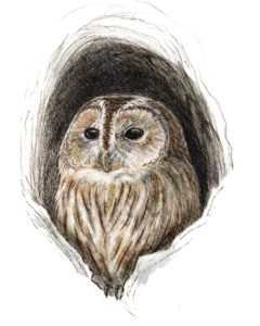 Chouette hulotte (Strix aluco) © Claire Motz Illustration