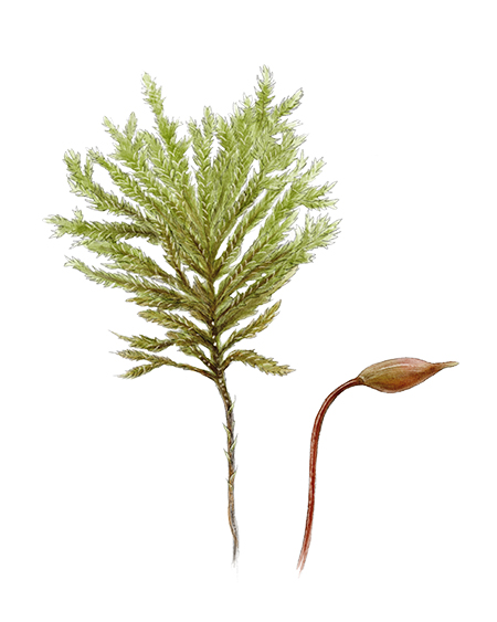 Thamnie queue de renard (Thamnobryum alopecurum) © Claire Motz Illustration