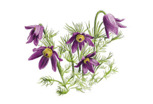 Anemone pulsatille (pulsatilla vulgaris) © Claire Motz Illustration