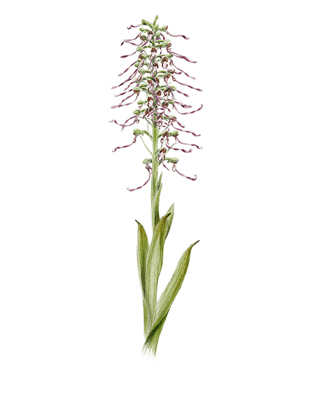 Orchis bouc (Himantoglossum hircinum) © Claire Motz Illustration