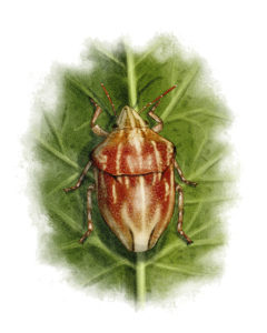 Odontotarse pourpre (Odontotarsus purpureolineatus) © Claire Motz Illustration