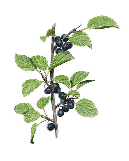 Nerprun purgatif (Rhamnus cathartica) © Claire Motz Illustration