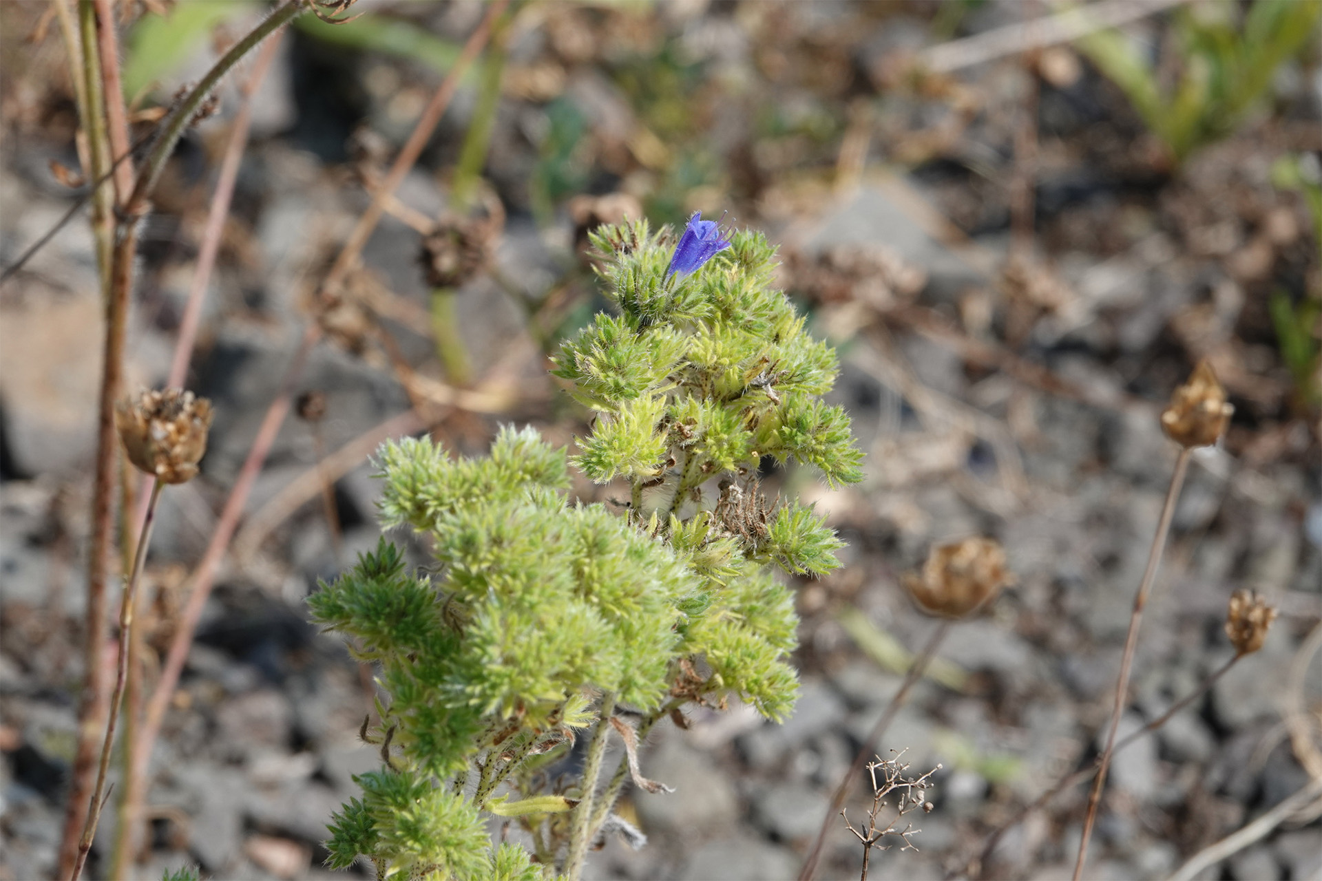 Aceria echii © A. Johann (CC-BY) iNaturaliste
