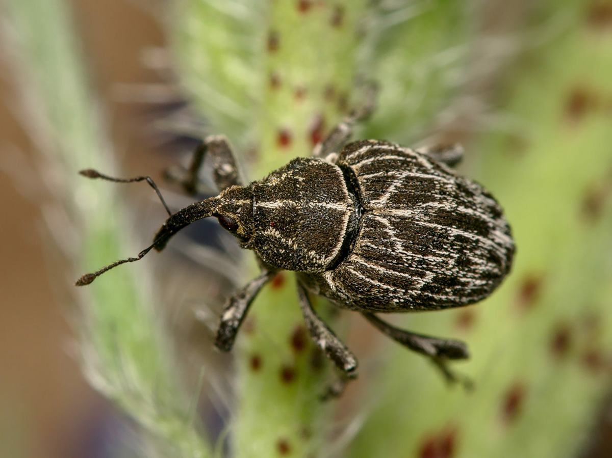 Mogulones geographicus © Gilles San Martin (CC-BY-SA)