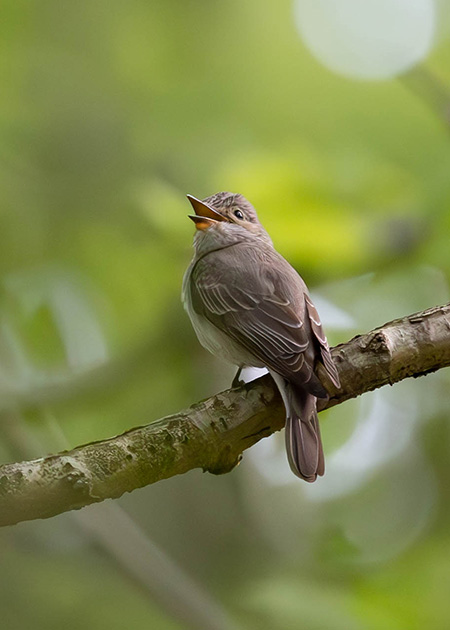 Gobemouche gris (Muscicapa striata) © Julien Preud'homme