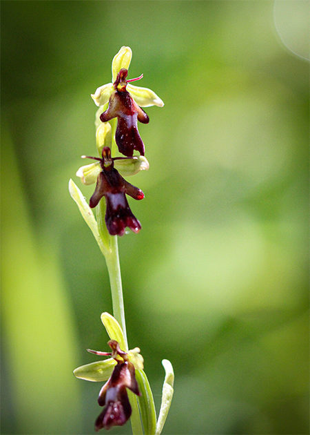 Ophrys mouche (Ophrys insectifera) © Julien Preud'homme