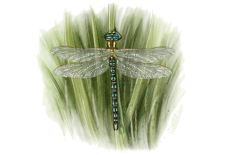 Æschne printanière (Brachytron pratense) © Claire Motz Illustration