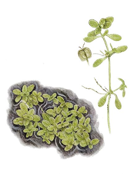 Callitriche des eaux stagnantes (Callitriche stagnalis) © Claire Motz Illustration