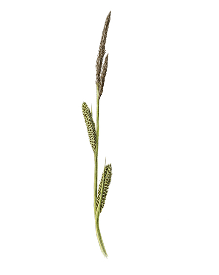 La laîche raide (Carex elata) © Claire Motz Illustration