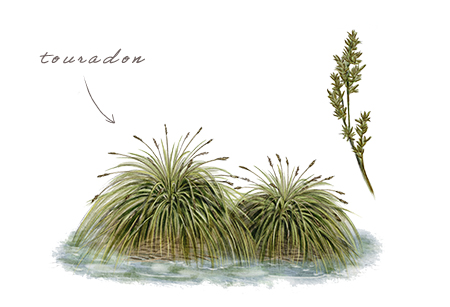 Laîche paniculée (Carex paniculata) © Claire Motz Illustration