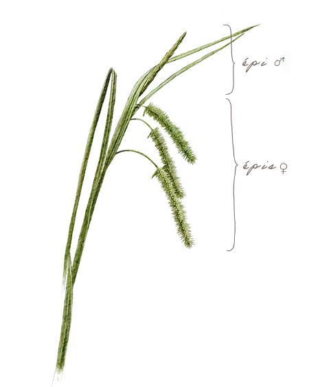Laîche faux-souchet (Carex pseudocyperus ) © Claire Motz Illustration