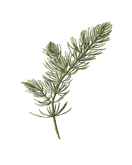 Cératophylle épineux (Ceratophyllum demersum) © Claire Motz Illustration