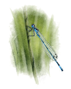 Agrion exclamatif (Coenagrion pulchellum) © Claire Motz Illustration