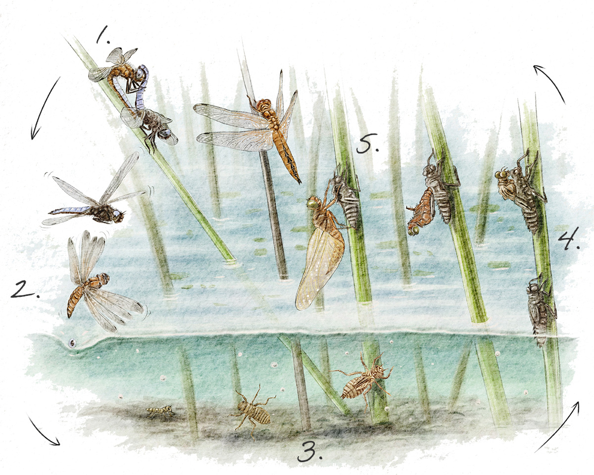 Cycle Libellule fauve © Claire Motz Illustration
